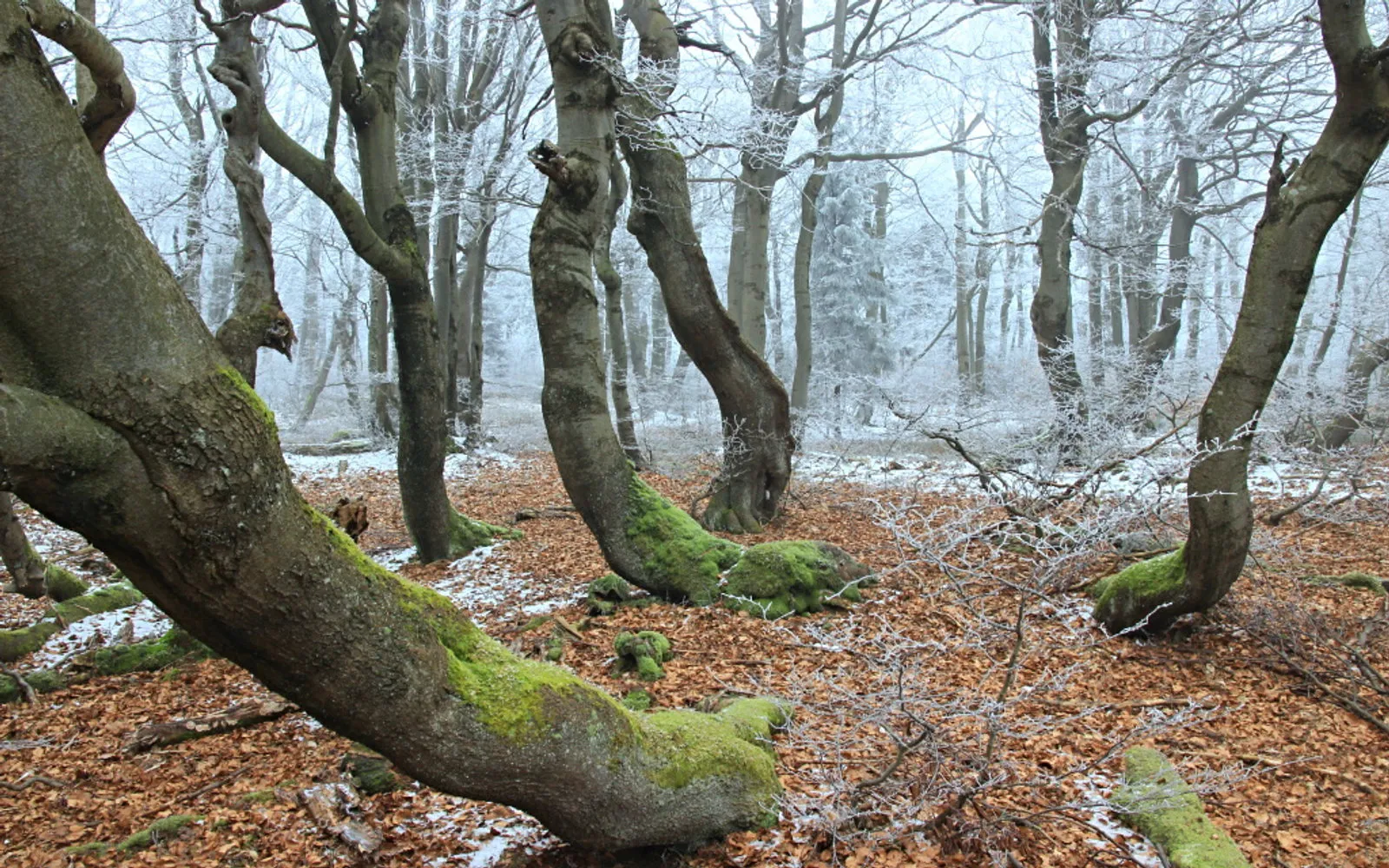 Gnarled beeches of the Rýchory old-growth forest under hoarfrost